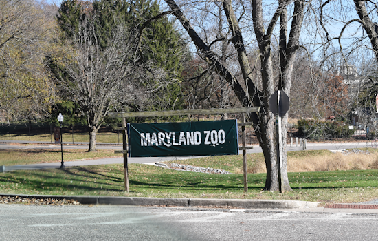 Davis the Cheetah Dies at Maryland Zoo in Baltimore