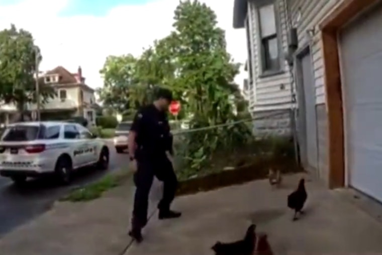 VIDEO: Dayton Officers Herd Four Runaway Chickens Back Into Backyard Coop