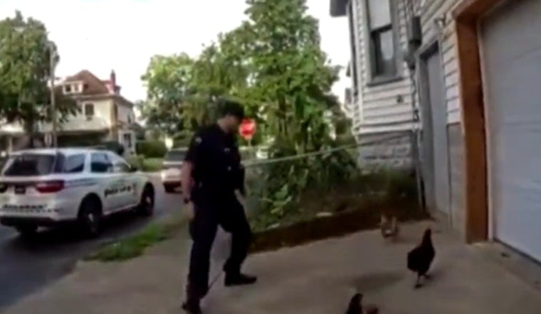 VIDEO: Dayton Officers Herd Four Runaway Chickens Back Into Backyard Coop
