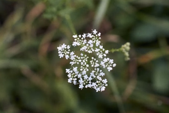 Deadly Poison Hemlock Now Confirmed In 29 North Carolina Counties