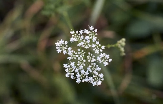 Deadly Poison Hemlock Now Confirmed In 29 North Carolina Counties