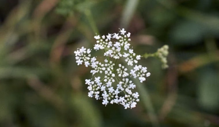 Deadly Poison Hemlock Now Confirmed In 29 North Carolina Counties