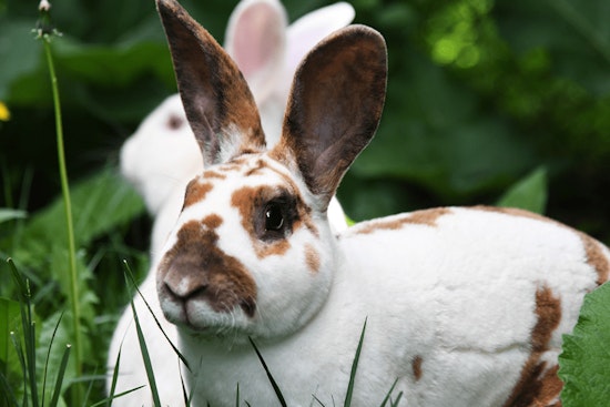 Deadly Rabbit Virus Confirmed at Red Rock Canyon, Now Endemic Across Nevada