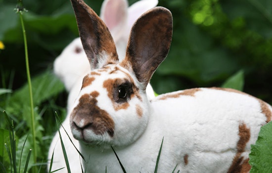 Deadly Rabbit Virus Confirmed at Red Rock Canyon, Now Endemic Across Nevada