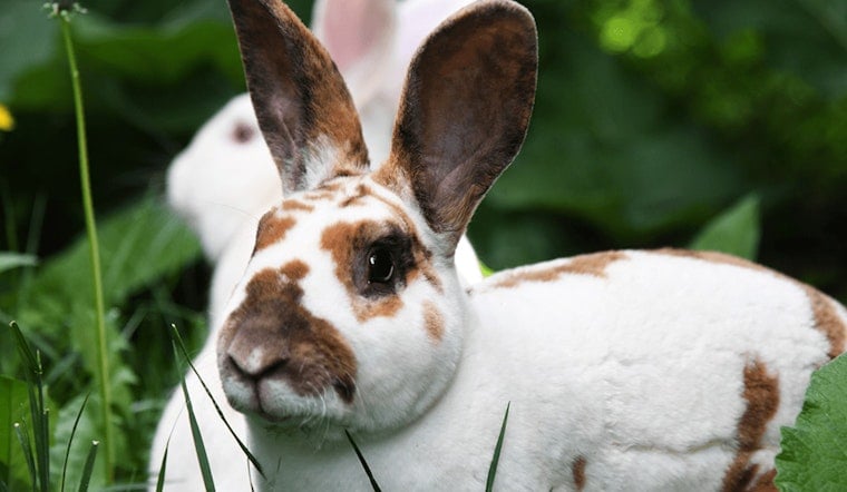 Deadly Rabbit Virus Confirmed at Red Rock Canyon, Now Endemic Across Nevada