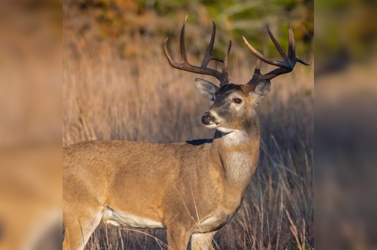 Deer Disease Creeps Into Williamson County, Puts Middle TN Hunters On Notice