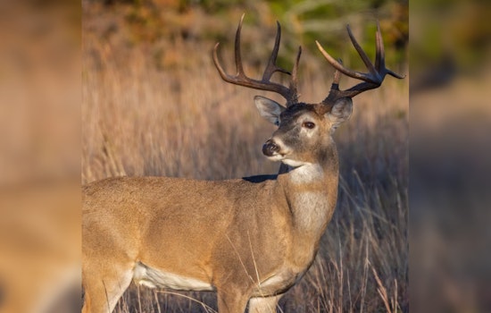 Deer Disease Creeps Into Williamson County, Puts Middle TN Hunters On Notice