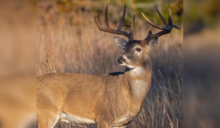 Deer Disease Creeps Into Williamson County, Puts Middle TN Hunters On Notice