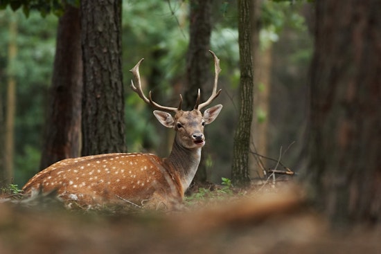 Deer Nerds Unite At Oklahoma City Conference Packing 35 Hunter How-To Sessions