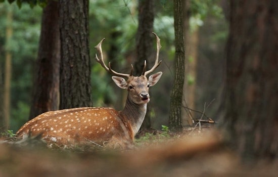 Deer Nerds Unite At Oklahoma City Conference Packing 35 Hunter How-To Sessions