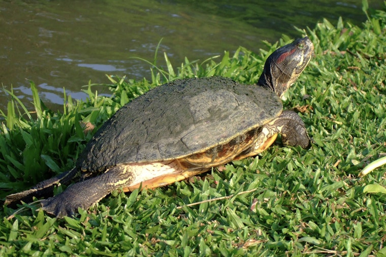 Deer Park Turtle Found Zip-Tied Underwater With Hook in Mouth, $2K Reward Offered