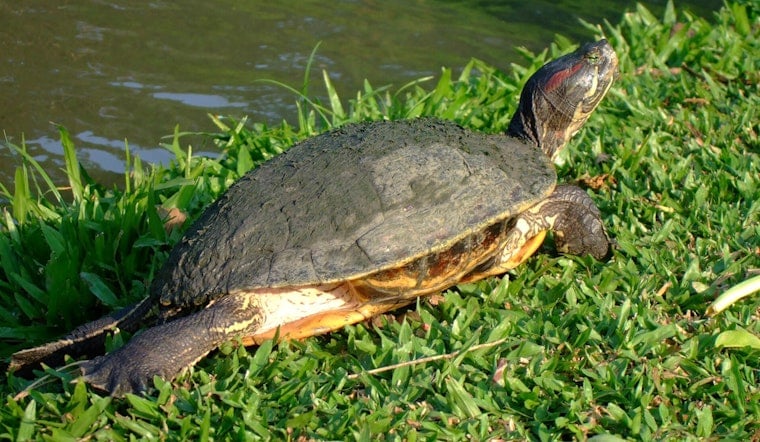 Deer Park Turtle Found Zip-Tied Underwater With Hook in Mouth, $2K Reward Offered