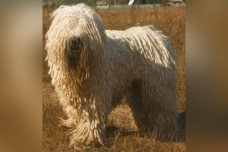 Delaware County Nurse Mauled by Komondor on First Day of New Job, Faces More Surgeries