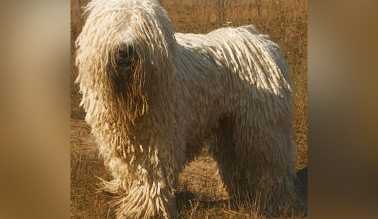 Delaware County Nurse Mauled by Komondor on First Day of New Job, Faces More Surgeries