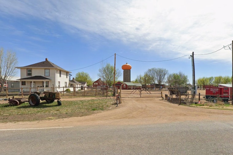 Denver Sunflower Trespassers Risk $750 Fine, So Erie Farm Opens Its Gates