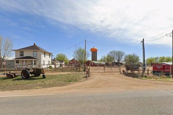 Denver Sunflower Trespassers Risk $750 Fine, So Erie Farm Opens Its Gates