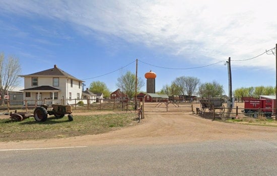 Denver Sunflower Trespassers Risk $750 Fine, So Erie Farm Opens Its Gates