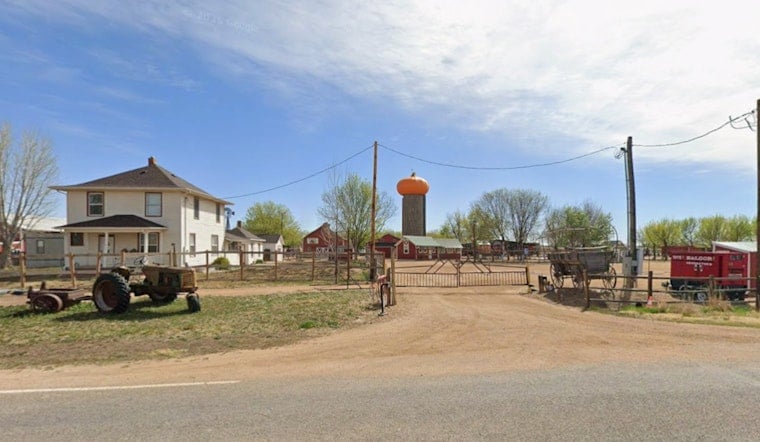 Denver Sunflower Trespassers Risk $750 Fine, So Erie Farm Opens Its Gates