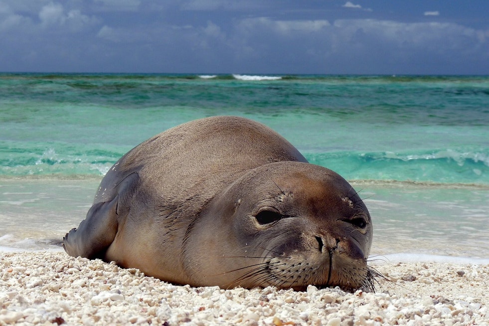Diamond Head Rock-Hurling Duo Accused of Targeting Monk Seal Pup