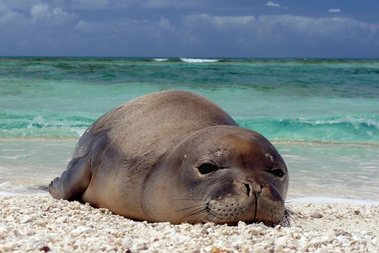 Diamond Head Rock-Hurling Duo Accused of Targeting Monk Seal Pup
