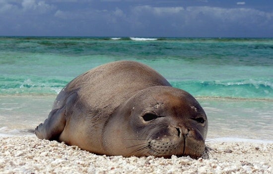Diamond Head Rock-Hurling Duo Accused of Targeting Monk Seal Pup