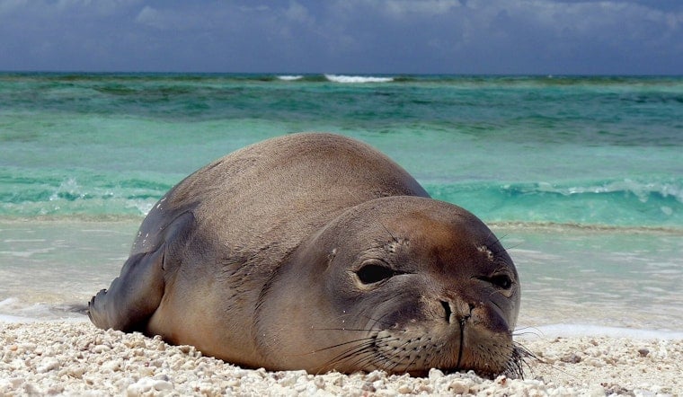 Diamond Head Rock-Hurling Duo Accused of Targeting Monk Seal Pup