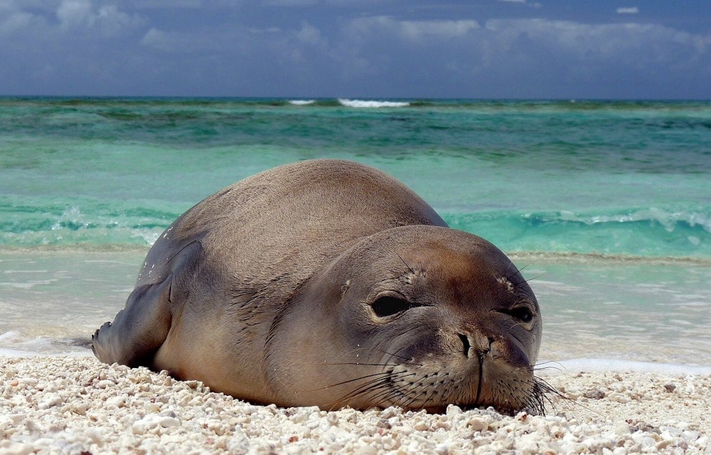 Diamond Head Rock-Hurling Duo Accused of Targeting Monk Seal Pup