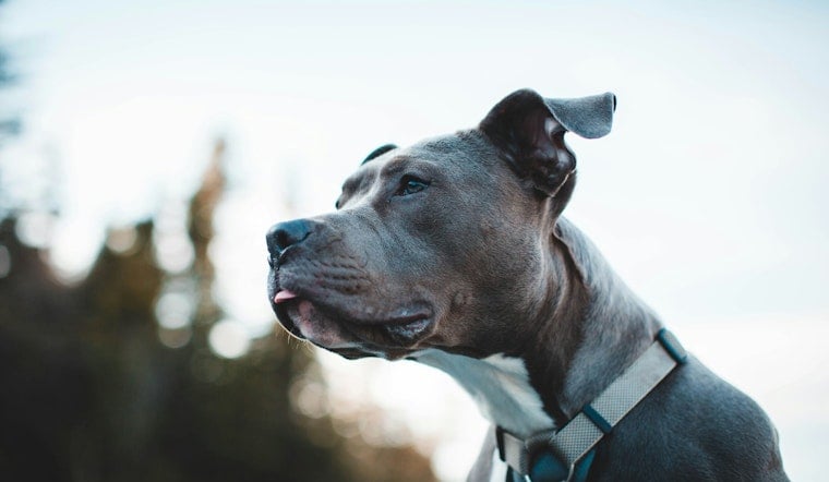 Dix Hills Pit Bulls Mauled Four People, Now Owner Faces Judge Friday