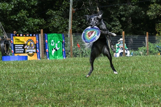 DockDogs Competition Returns to Indiana State Fair in Indianapolis