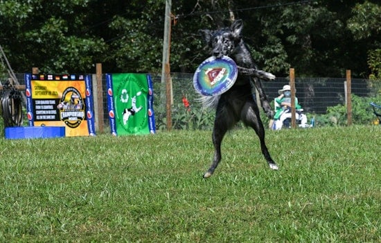 DockDogs Competition Returns to Indiana State Fair in Indianapolis