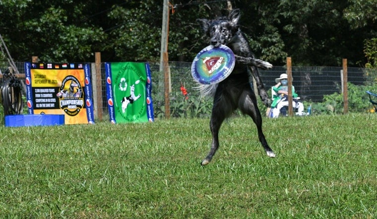 DockDogs Competition Returns to Indiana State Fair in Indianapolis