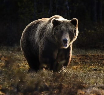 Doña Ana Dumpster-Diving Bear Finally Bagged After Pecan Orchard Romp