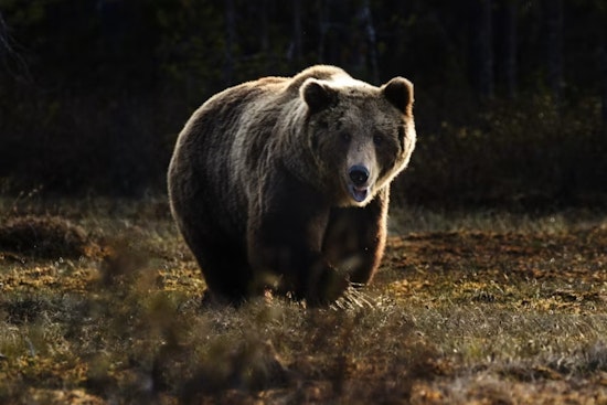 Doña Ana Dumpster-Diving Bear Finally Bagged After Pecan Orchard Romp
