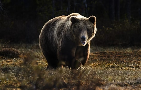 Doña Ana Dumpster-Diving Bear Finally Bagged After Pecan Orchard Romp