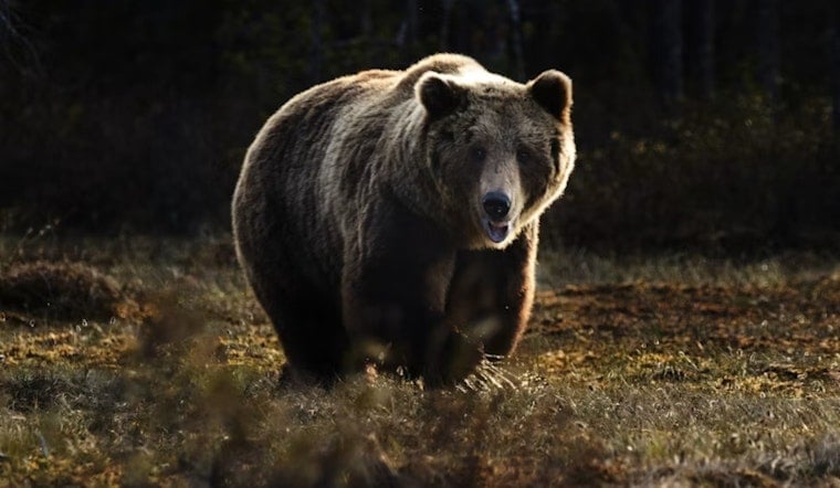 Doña Ana Dumpster-Diving Bear Finally Bagged After Pecan Orchard Romp