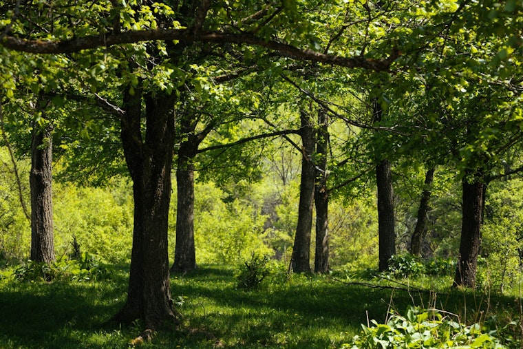 Dover-Westwood Woodland Locks In Permanent Protection, Bigger Than Central Park