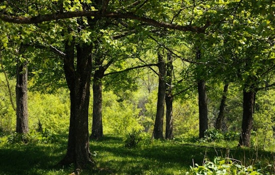 Dover-Westwood Woodland Locks In Permanent Protection, Bigger Than Central Park