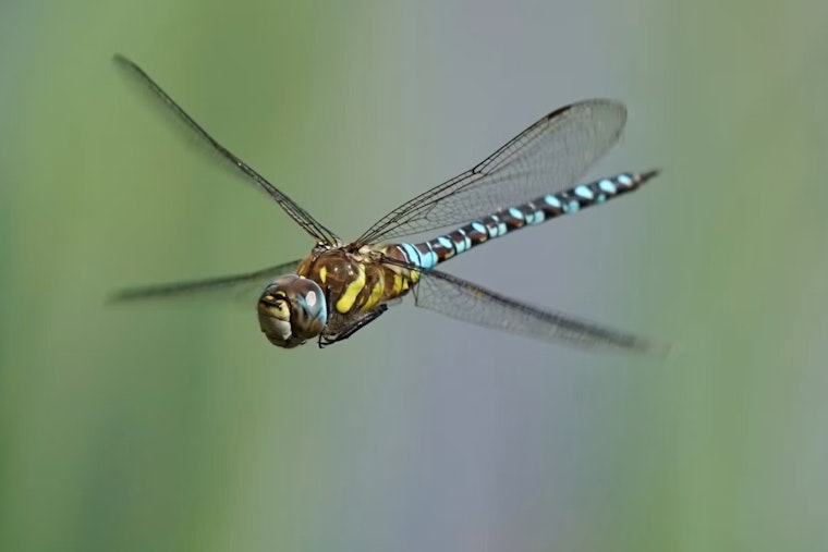Dragonfly Swarms Blanket Dolores Park as SF Sees an Unusually Buggy Summer