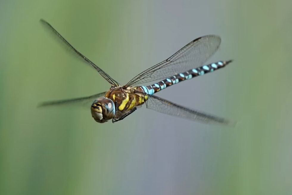 Dragonfly Swarms Blanket Dolores Park as SF Sees an Unusually Buggy Summer