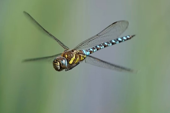 Dragonfly Swarms Blanket Dolores Park as SF Sees an Unusually Buggy Summer