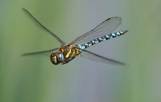 Dragonfly Swarms Blanket Dolores Park as SF Sees an Unusually Buggy Summer