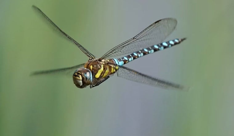 Dragonfly Swarms Blanket Dolores Park as SF Sees an Unusually Buggy Summer