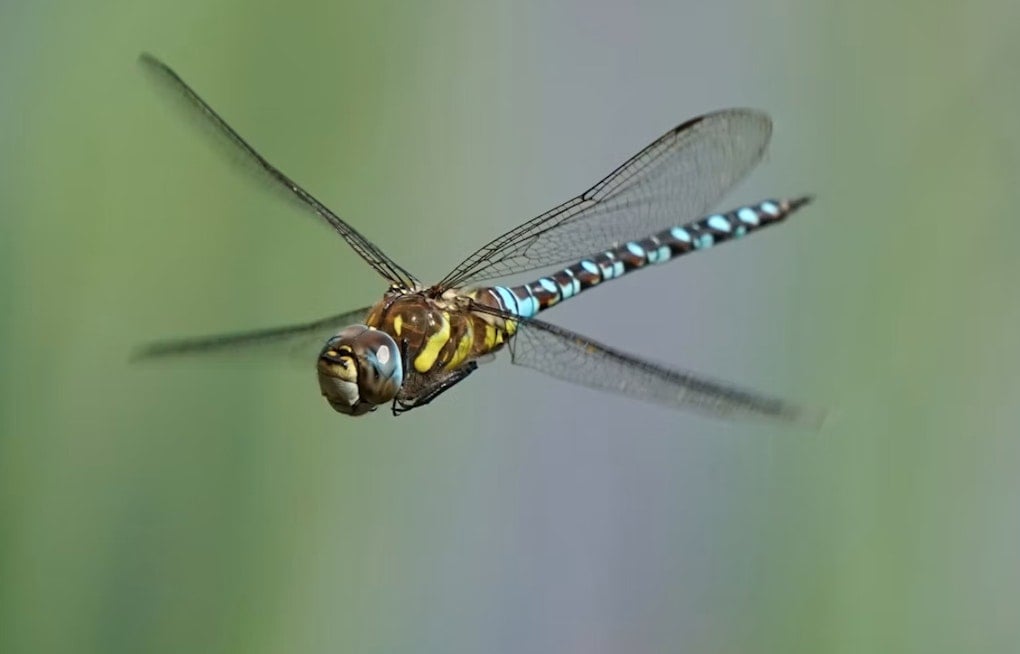 Dragonfly Swarms Blanket Dolores Park as SF Sees an Unusually Buggy Summer
