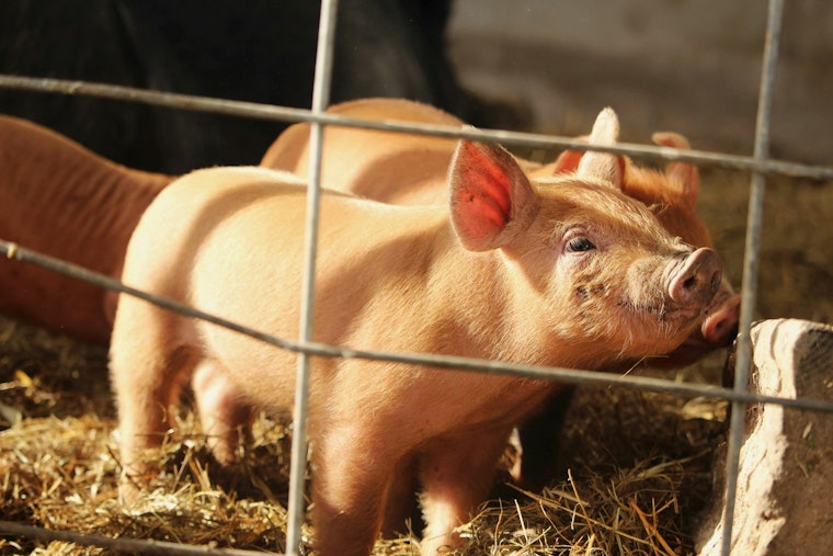 Duke Divers Gave Pigs 'The Bends' for Navy Study, PETA Cries Cruelty