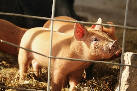 Duke Divers Gave Pigs 'The Bends' for Navy Study, PETA Cries Cruelty