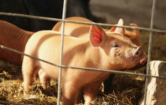 Duke Divers Gave Pigs 'The Bends' for Navy Study, PETA Cries Cruelty