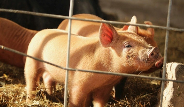 Duke Divers Gave Pigs 'The Bends' for Navy Study, PETA Cries Cruelty