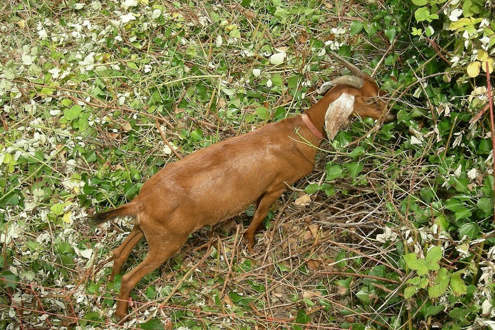 Edwards County Goat Tests Positive For Anthrax, County's First Case in 2026