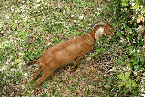 Edwards County Goat Tests Positive For Anthrax, County's First Case in 2026
