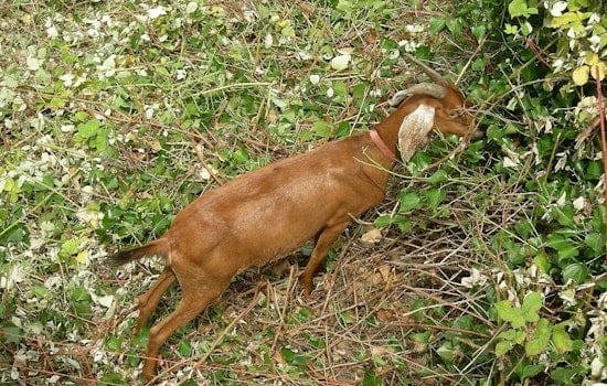 Edwards County Goat Tests Positive For Anthrax, County's First Case in 2026